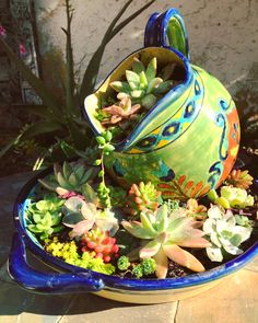 a potted planter filled with succulents and other plants