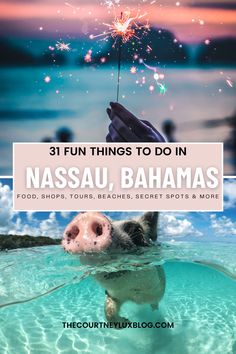 a pig swimming in the ocean with text overlay reading 31 fun things to do in nassau, bananas