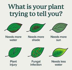 a poster with the words what is your plant trying to tell you?