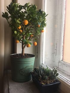 an orange tree in a pot next to a window sill with succulents