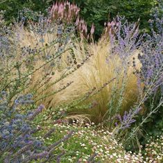 some very pretty flowers and plants in the grass