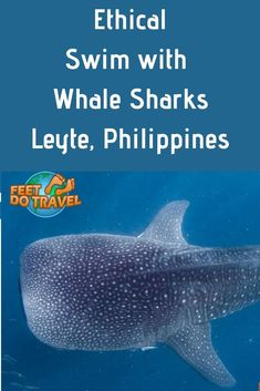 a whale swimming in the ocean with text that reads technical swim with whale sharks, lege