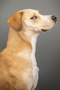 a brown and white dog looking up into the sky with his eyes wide open on a gray background