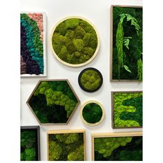 moss is displayed on the wall in different shapes and sizes, including frames with green plants