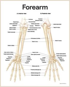 the bones of the arm and wrist are labeled in this diagram, which shows their major functions