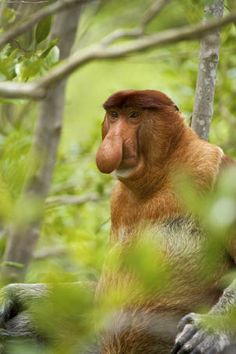 an image of a monkey that is sitting in the tree looking at something with its mouth open