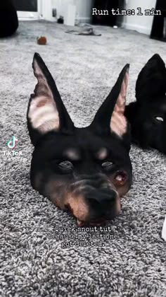 a black and brown dog laying on top of a carpet next to a remote control