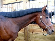 a brown horse standing next to a wooden fence