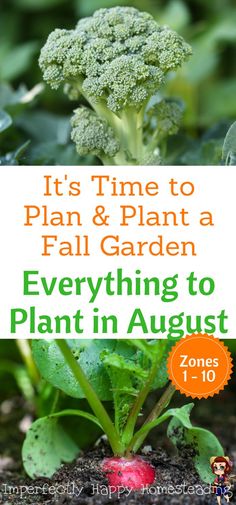 a broccoli plant with the title it's time to plan and plant a fall garden everything to plant in august