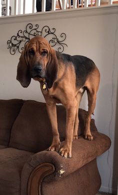 a dog standing on top of a brown couch