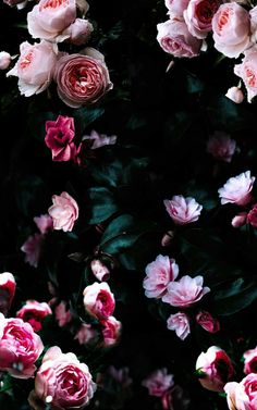 many pink flowers with green leaves in the dark night time background, close up view