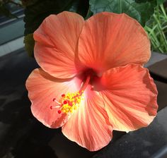 an orange flower with yellow stamens in the center and green leaves around it