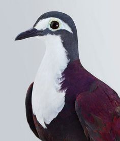 a close up of a bird on a white background