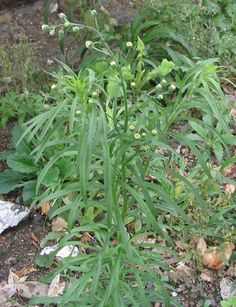 the plant is growing out of the ground in the dirt near rocks and gravel on the ground