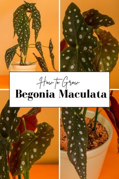 there is a plant with white spots on it and the words, how to grow begonia maculata