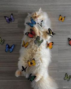 a white cat laying on its back surrounded by many different colored butterfly butterflies in the air