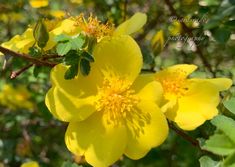 yellow flowers are blooming in the sun on a sunny day with green leaves and branches