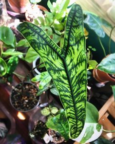 a green leafy plant with lots of leaves on it's back and sides