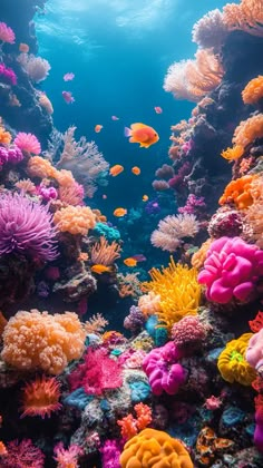 an underwater scene with colorful corals and other marine life on the bottom half of the water