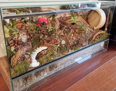 a glass case filled with plants and mushrooms