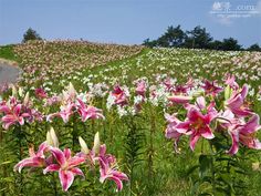 many pink and white flowers in a field near a road on a hill with trees