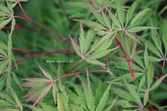 green leaves with red stems in the foreground