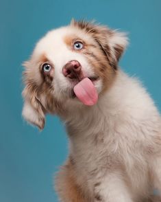 a dog with its tongue hanging out is looking up at the camera while sitting on a blue background