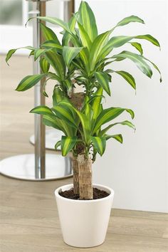 a potted plant sitting on top of a wooden table