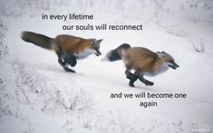 two foxes are running in the snow with an inspirational quote on it that says, in every lifetime our soul will reconce and we will become one again again