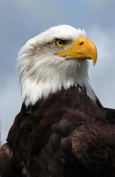 an eagle looking at the camera with cloudy sky in the background