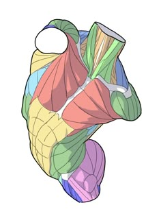 an image of the muscles and their structures in 3d form on a white background that is very detailed