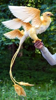 a person holding a bird in their hand with it's wings spread wide open