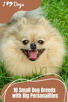 a small dog laying in the grass with its tongue out