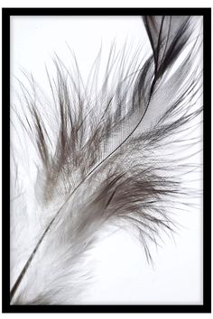 an image of some feathers that are in the air