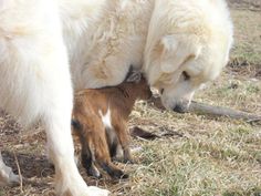 a large white dog standing next to a baby goat