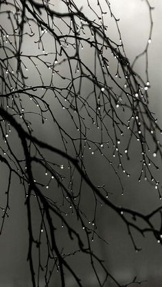 black and white photograph of tree branches with water droplets on them, in the rain