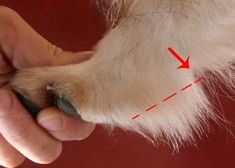 a dog's paw is shown with an arrow pointing towards it