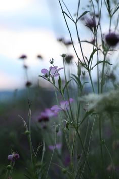 some purple flowers are in the grass and one is blurry with it's light