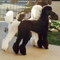 two poodles standing next to each other on a sidewalk