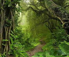 a path in the middle of a lush green forest filled with lots of trees and plants