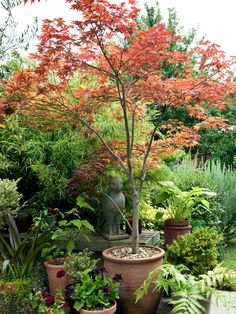 an assortment of potted plants and trees in a garden