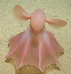 a pink object laying in the sand on top of dirt and sand under it's feet