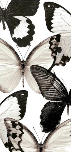 four different types of black and white butterflies on a white background with the same color