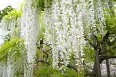 white flowers hanging from the branches of trees