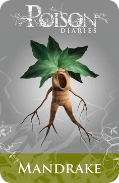 Poisonous Plants:  Mandrake. Poisonous Plants Drawing, Hemlock Poison, Baneful Herbs, Poison Plants Illustration, Arsenic Poison, Poisonous Plants Illustration