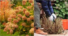 two pictures side by side, one with plants and the other with flowers