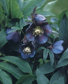 three blue flowers with green leaves around them