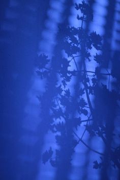 the shadow of a tree branch on a blue wall with blinds in the back ground