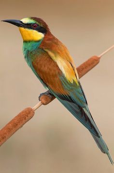 a colorful bird sitting on top of a branch