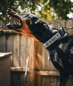 a black and brown dog with its mouth open